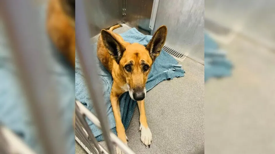 Dog Was Devastated When His Family Surrendered Him To A Shelter Where They First Met Him