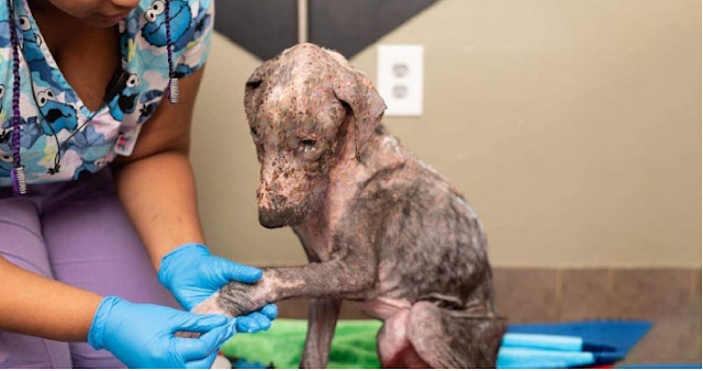 Full of mange and pain, this puppy dog ​​had never been loved. Then the miracle happened.