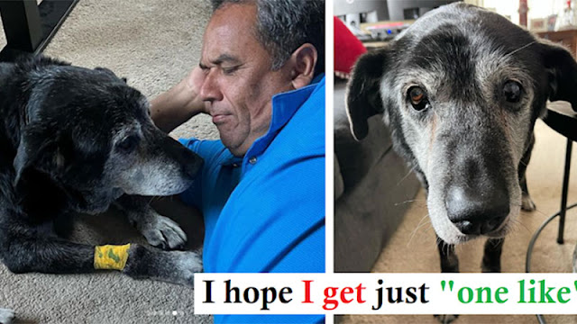 Man Adopts 16-Year-Old Dog, Filling His Fi͏n͏a͏l͏ D͏a͏y͏s͏ with Joy