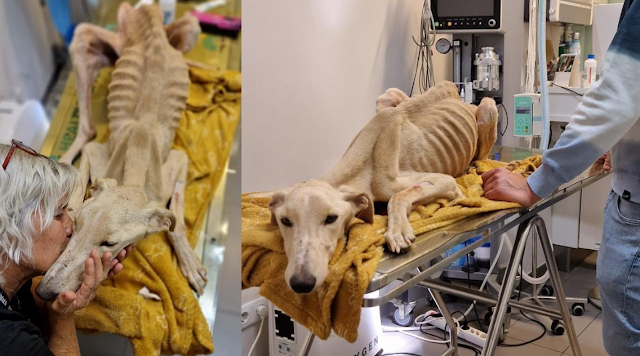 FOUND IN EXTREME STATE OF STARVATION – BONES WANTED TO PIERCE IT’S SKIN. THIS DOG JUST WANT TO LIVE!
