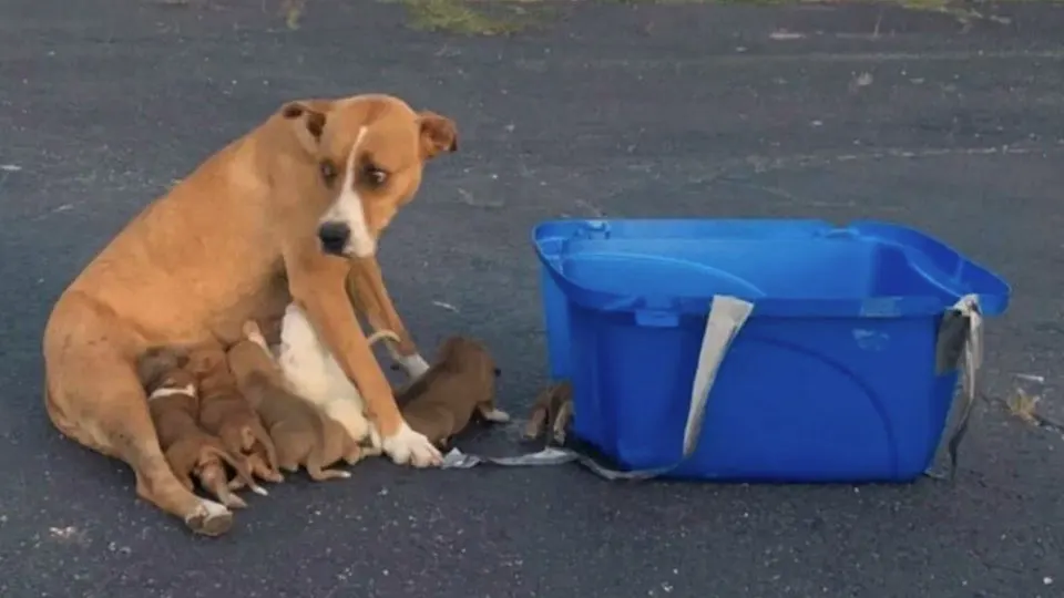 Abandoned Mom Dog And Her Nine Pups Bravely Wait For Their Rescuers