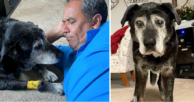 A Man Adopts A 16-Year-Old Dog, Ensuring That His Final Moments Be As Joyful As Possible