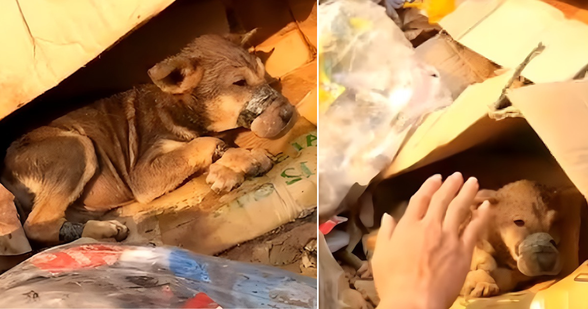 Heroic Rescue: A Helpless Puppy, Abandoned and Muzzled, Discovers Hope and a New Home