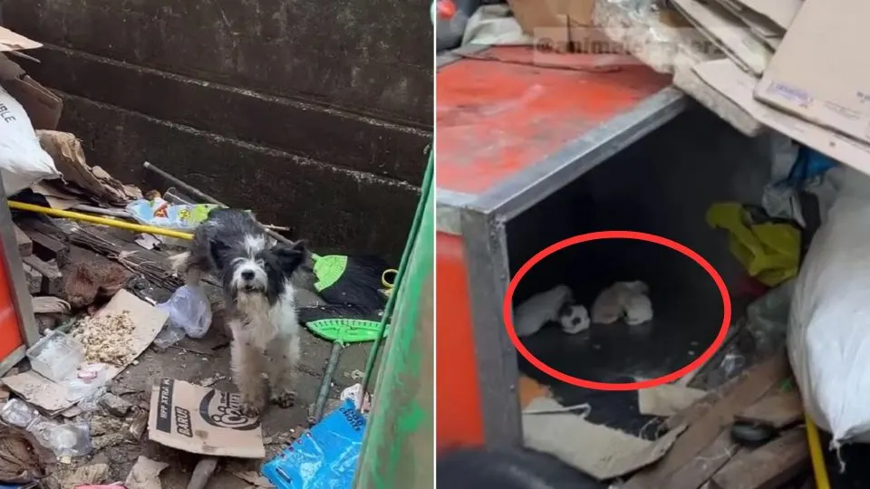 Abandoned And Brave Mama Dog Fought To Keep Her Newborn Babies Alive By Eating Garbage