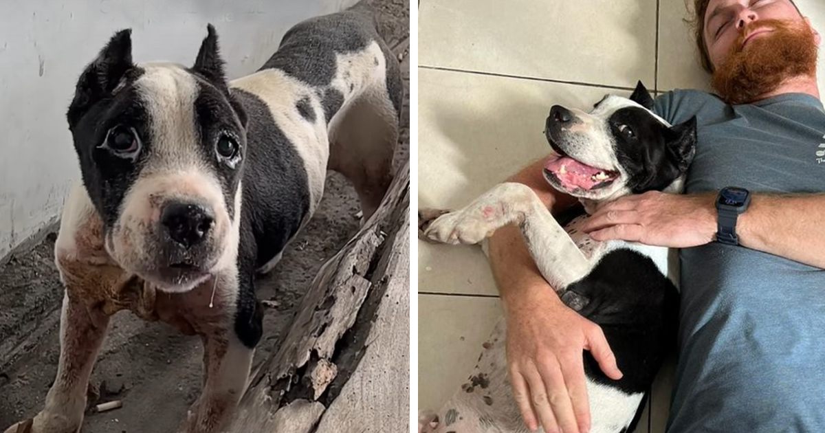 A senior Pit Bull, formerly rummaging through trash, now relishes the joy of savoring dumplings, all thanks to the kindness of a compassionate stranger