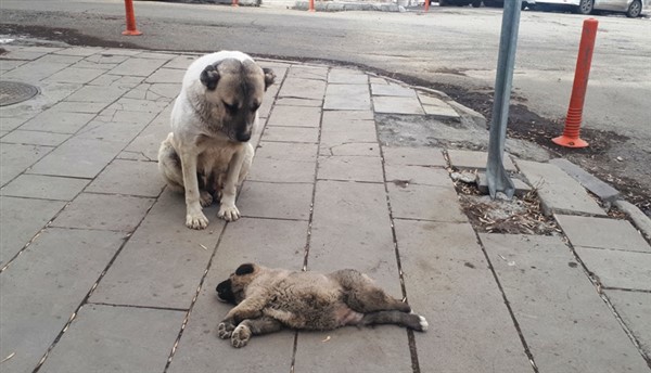 The mother dog cried next to her deceased puppy, determined to protect it from anyone who came near