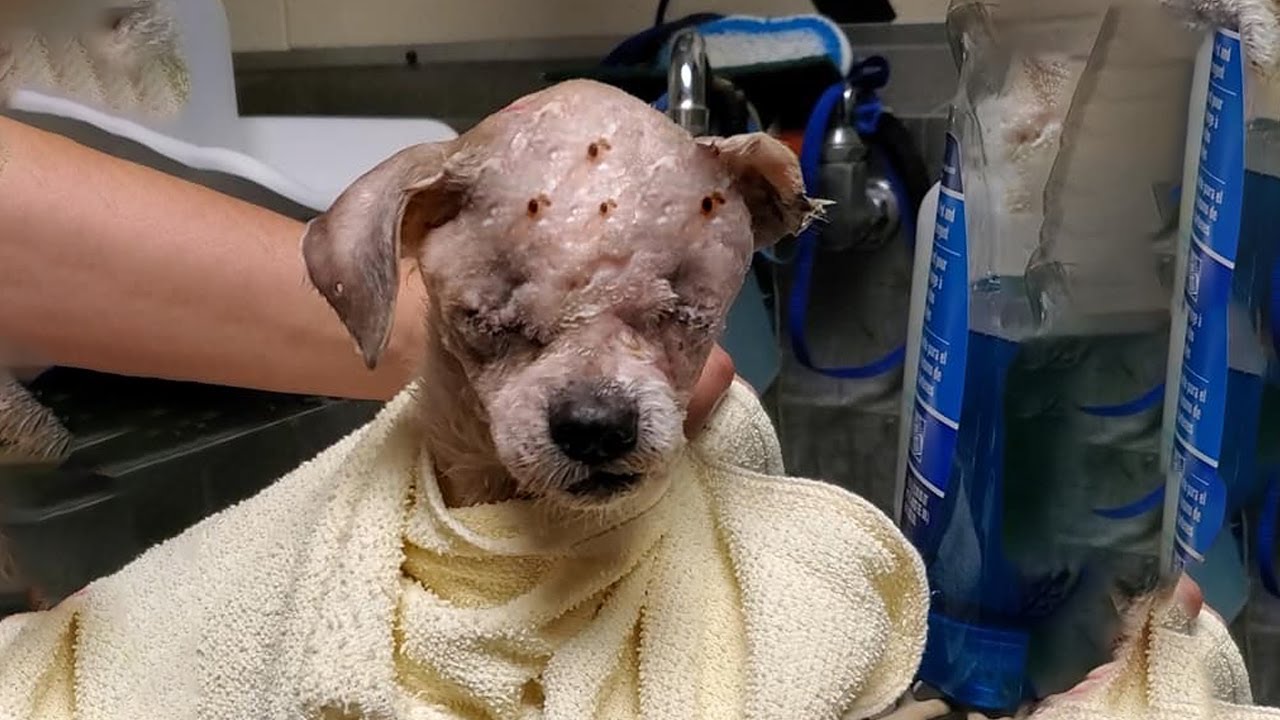 Unexpected Journey: A Puppy’s Remarkable Recovery Against All Odds (Video)