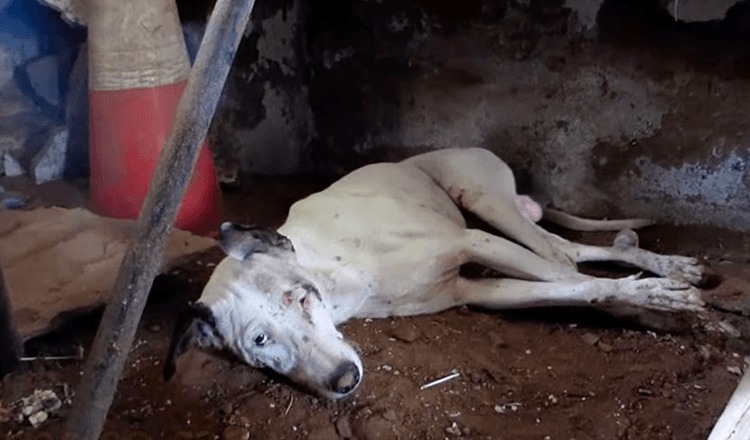 Hopeless Dog Finds New Life After Being Rescued from Abandoned Building