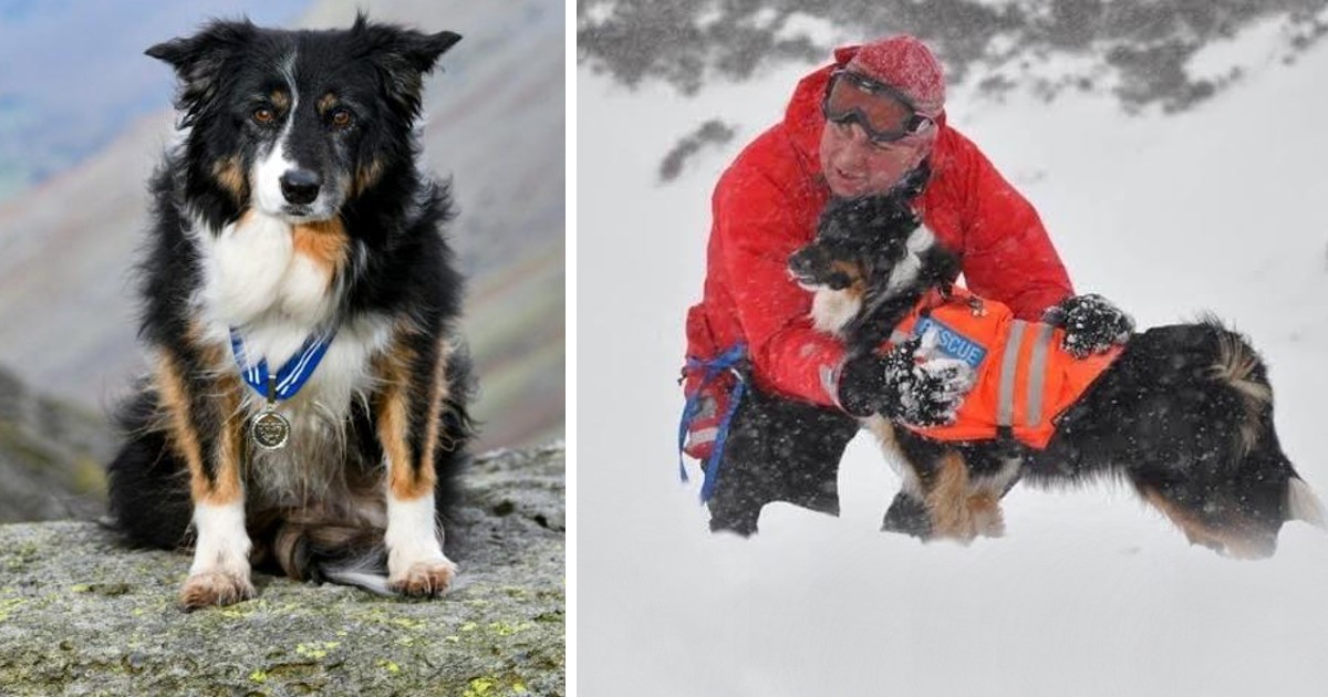 Mountain Dog Honored for Over 200 Rescues During 11 Years of Service