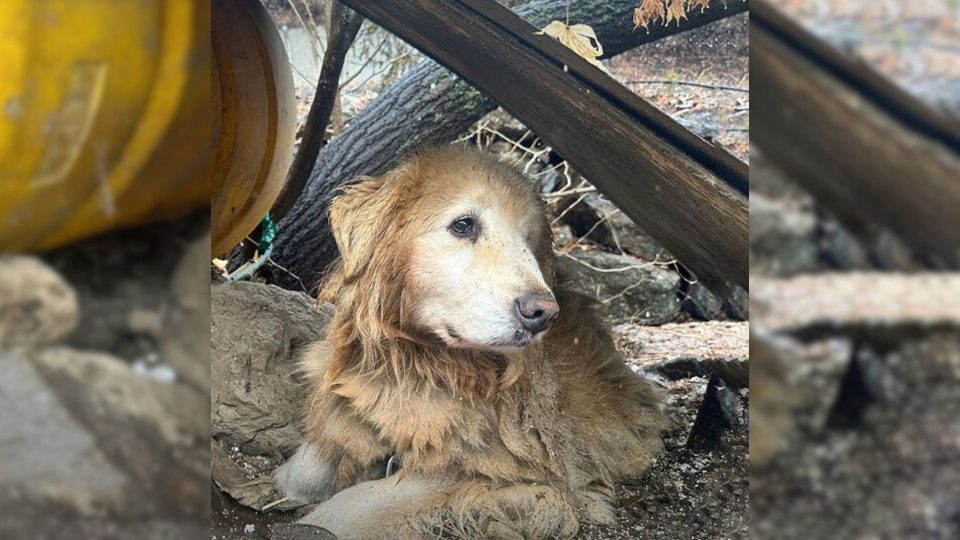 This Severely Neglected Dog Spent 10 Years Leashed Near A Dangerous Cliff