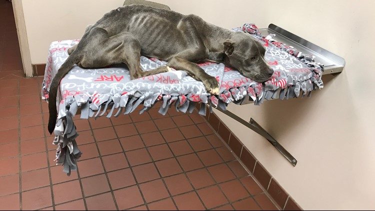The Last Cry for Help: A Feeble Gray Pitbull’s Desperate Plea for Aid in a Gut-Wrenching Display.