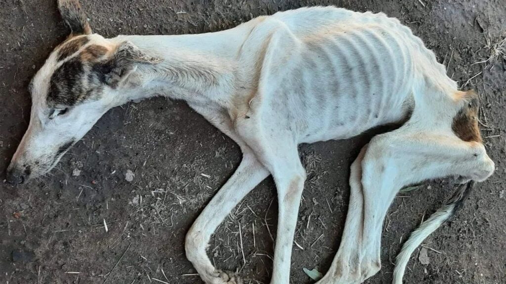 The Astonishing Transformation of a Starving and Malnourished Dog by the Roadside