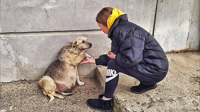 Video: A Touching Encounter: How a sᴛʀᴇᴇᴛ ᴅᴏɢ’sDesperate Plea for Help Tugged at My Heartstrings, and I Knew I Couldn’t Walk Away.