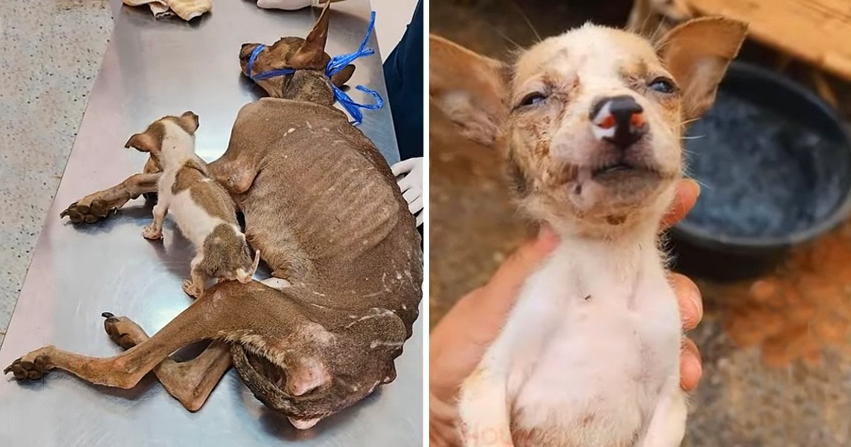 Eyes of Despair: The Emaciated Mother Dog’s Heartfelt Plea for Her Pup’s Life and Hope