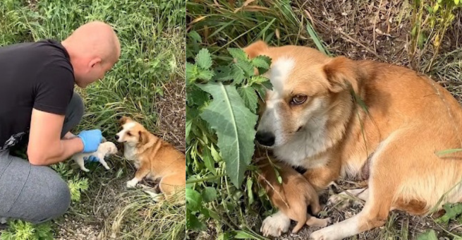 The Lovestruck Mama Pooch Awaits on the Roadside, Hoping for Her Owner’s Return and Striving to Rescue Her Hungry Puppies.