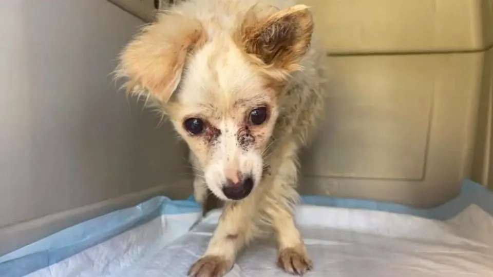 Severely Aggressive Dog Set To Be Euthanized Learns What Love Is For The First Time