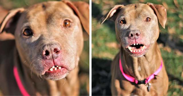 Abused Dog Has The Most Unusual Smile And He’s Beautiful