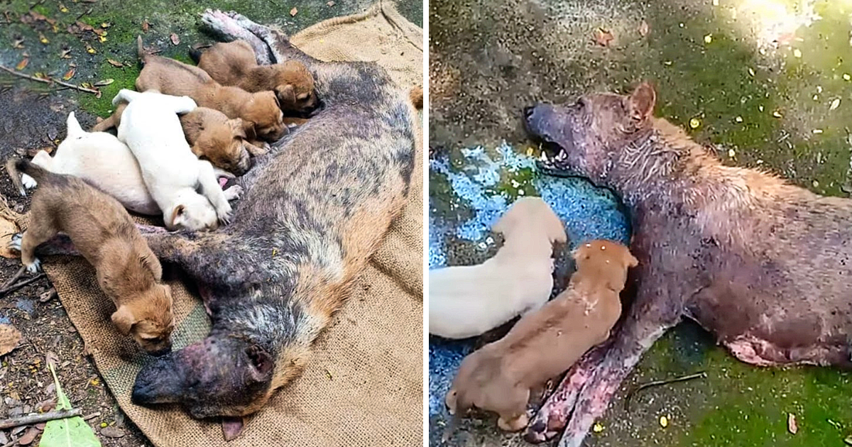 Heartbreaking Scene: Distressed Mother Dog, Unable to Stand, Desperately Cries for Help for Her Puppies!