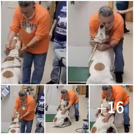 In a poignant reunion, tears flow as a dog and his owner share a heartwarming embrace after being apart for 18 months.