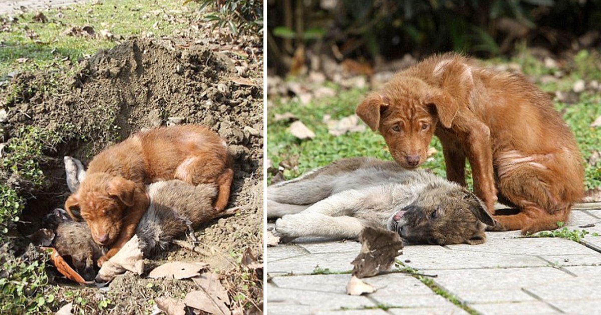 During her final moments, the dog lay next to his sister, offering comfort with his presence, a touching display of companionship in the face of loss.