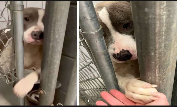 A desperate shelter dog extends her paw through the kennel bars whenever someone passes, dreaming solely of her own loving family.
