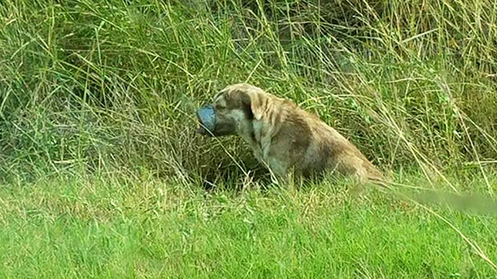 An abandoned dog, left to perish with its mouth and legs taped, finds hope and joy, wagging its tail nonstop after being rescued by compassionate plumbers.