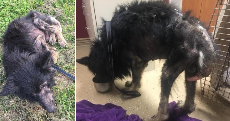 A sick dog, labeled a “werewolf,” received no help until someone made a plea, underscoring the importance of spreading awareness and advocating for animals in need.