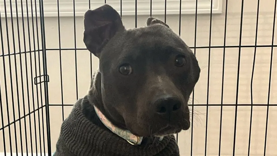 A Woman Gave This Unwanted Black Pit Bull A New Home And Turned Her Life Into A Fairytale