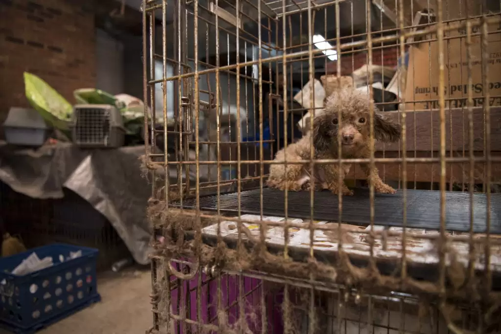 Poodle Rescued from Dark Basement of Puppy Mill Experiences Sunlight for the First Time in Heartwarming Transformation
