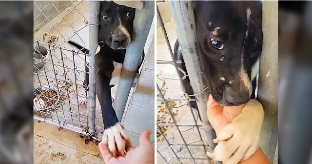 In Search Of Love And Human Warmth: This Dog Wants To Give Paw To Everyone Who Passes By His Cage