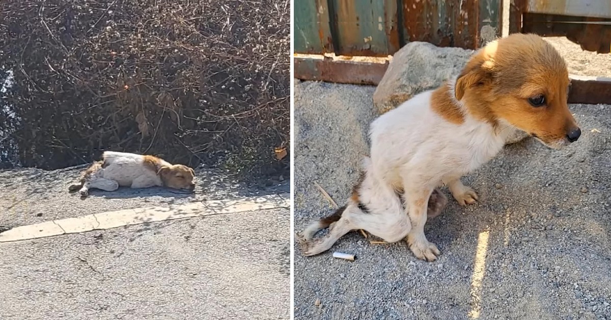 Abandoned and helpless! He stayed by the side of the road for days, begging for help from people, but only receiving cold hearts.