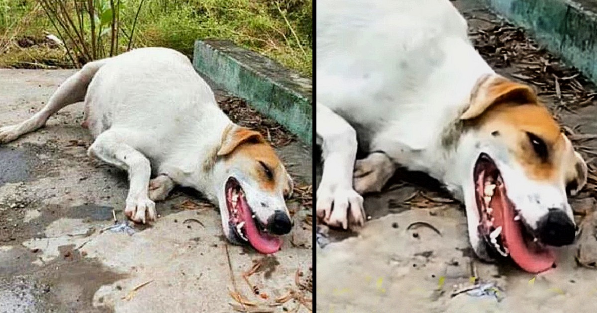 An expectant canine mother rests wearily on the pavement, in need of aid.