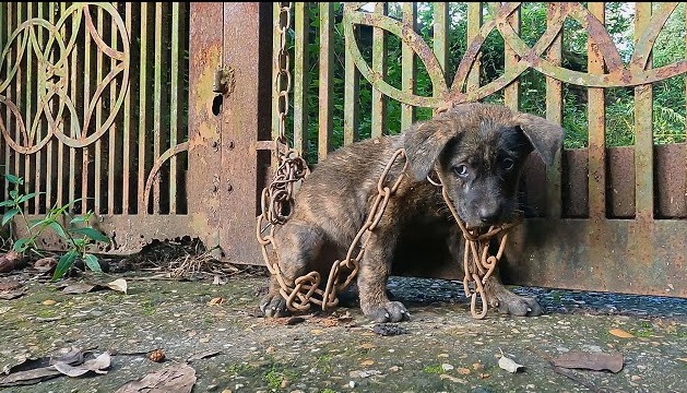 A puppy, chained to the gate of an abandoned house, reached out and grabbed my hand, pleading to be rescued.