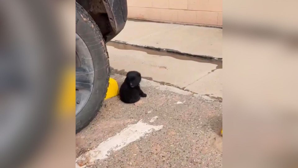 An Adorable ‘Little Bear’ Sleeping In A Store Parking Lot Asks Shoppers To Take Him Somewhere Warm By AuthorMila Kirsten