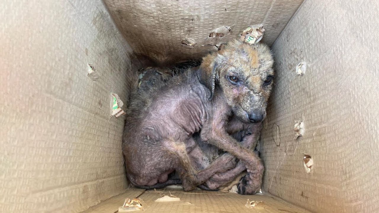 El perrito rescatado después de 10 años atado cerca de un acantilado.