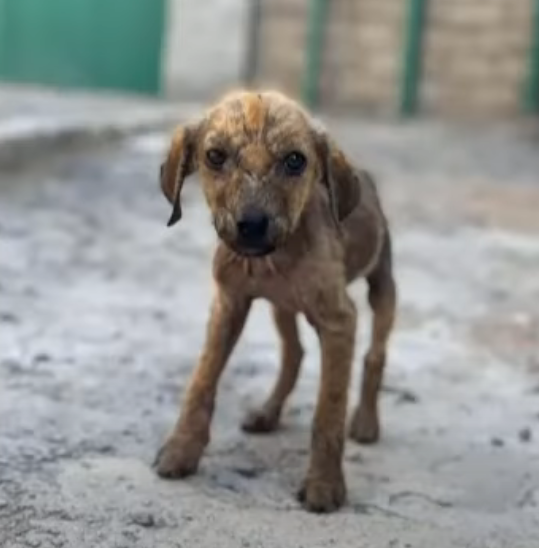 El perrito rescatado después de 10 años atado cerca de un acantilado.