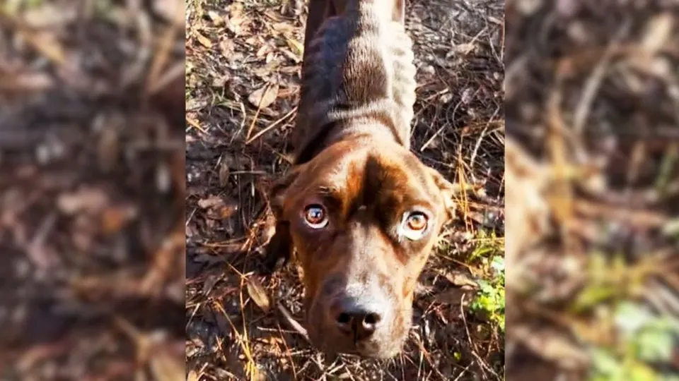 A Precious Pup Whose Eyes Were Filled With Sadness Gets Rescued From A Heartless Owner