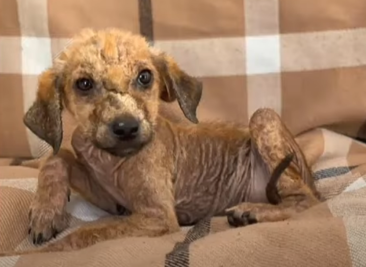 El perrito rescatado después de 10 años atado cerca de un acantilado.