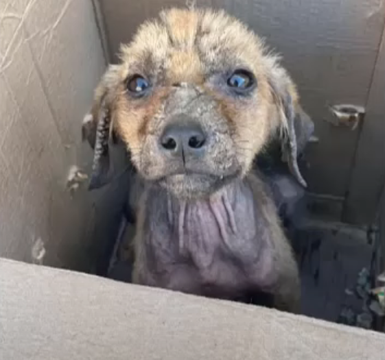 El perrito rescatado después de 10 años atado cerca de un acantilado.