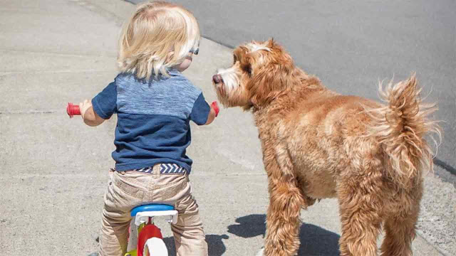 The heart-melting moment when a baby and a dog embrace each other for the first time evokes deep emotions in everyone.