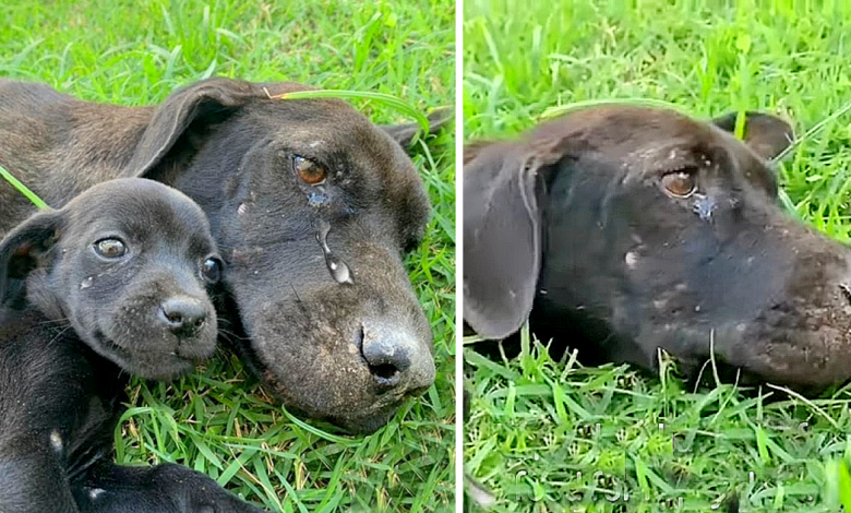 Unable to hold back our tears as the weary mother dog let out a poignant cry, her desperate plea for food serving as a lifeline for her cubs in need of salvation.