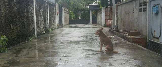 Being chased away by the owner, the loyal dog waited for his owner in the rain for many days and refused to leave, making everyone feel sorry for him
