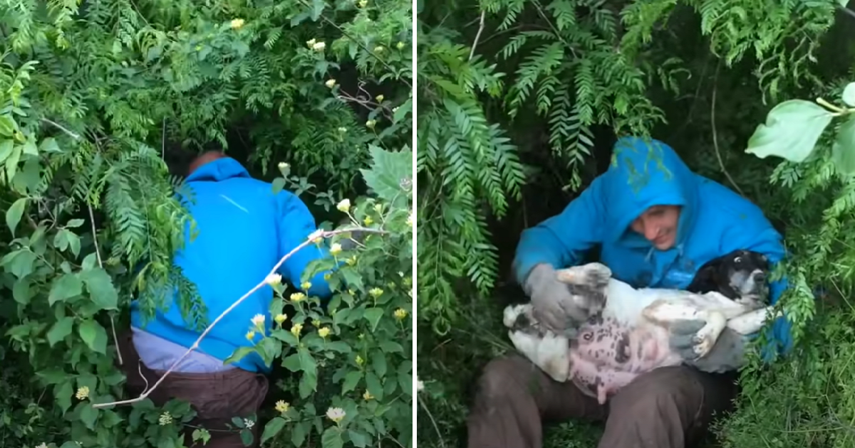 A compassionate passerby discovers a pregnant stray dog concealed in the bushes and acts promptly to rescue her before she gives birth to her puppies