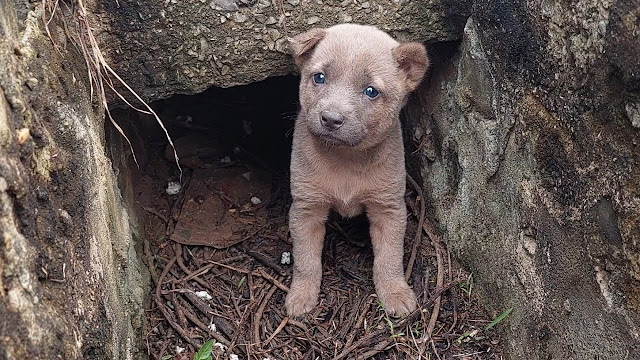 Abandoned Puppy Was She’s So Scared Hide In The Cave Of Abandoned House ᴀғᴛᴇ Lost Her Family