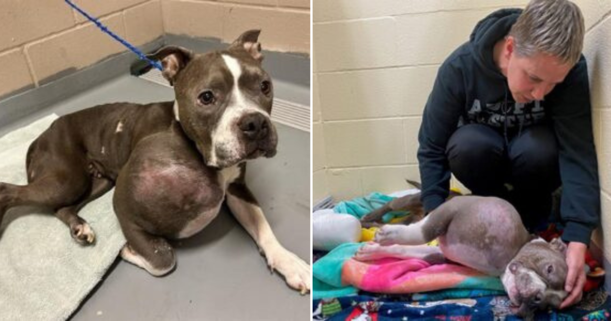 Miraculous Transformation: Brave Stray Pit Bull’s Battle Against a Large Tumor