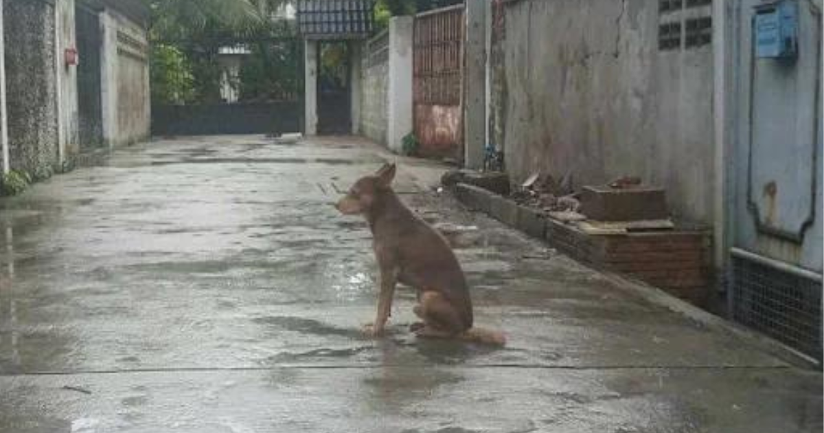 Being chased away by the owner, the loyal dog waited for his owner in the rain for many days and refused to leave, making everyone feel sorry for him