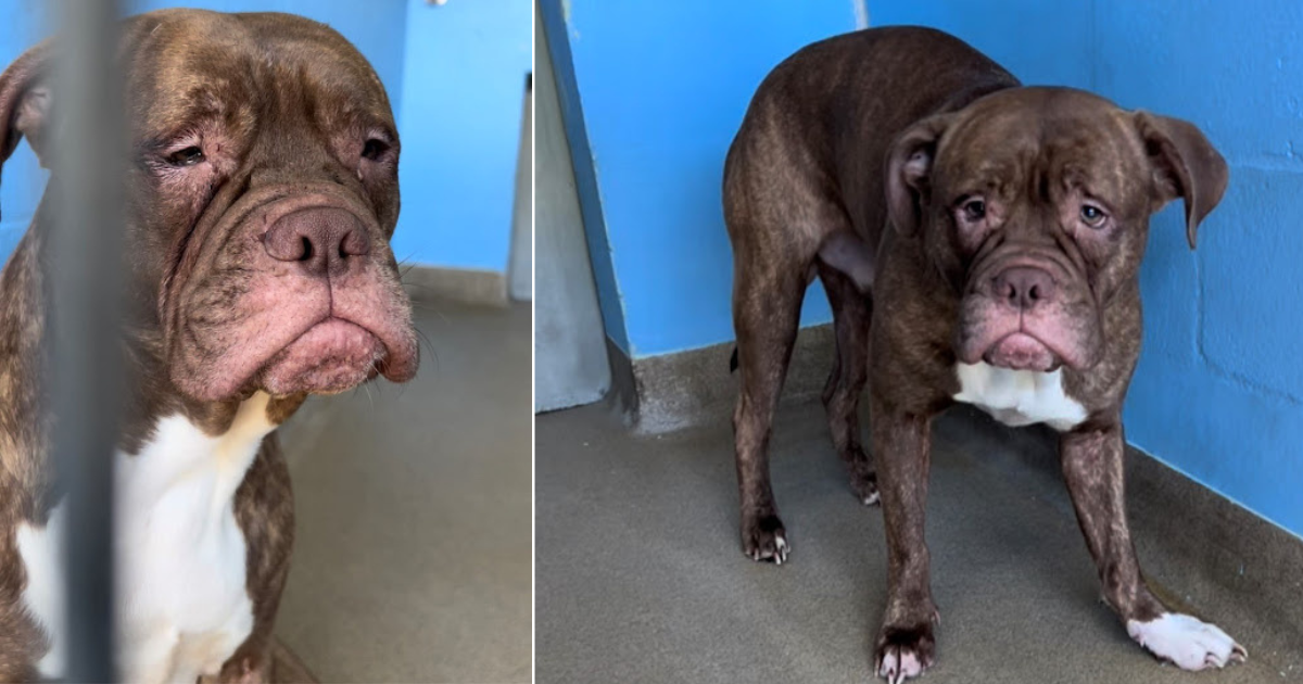 The saddest puppy from the shelter is adopted, now he spends his days running around in the garden and being pampered