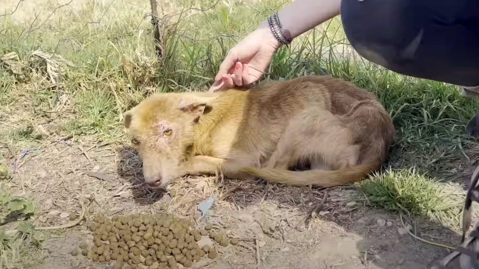 Three-Legged Dog Scared Of Human Touch Changes Coat Color After Being Rescued