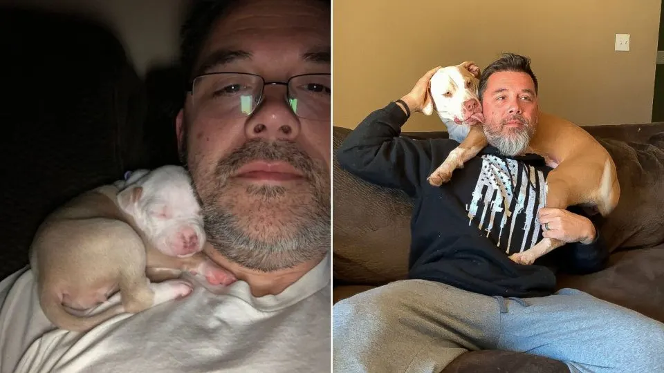 Pittie Loves To Nap On Dad’s Shoulder, Although She’s A Big Girl Now