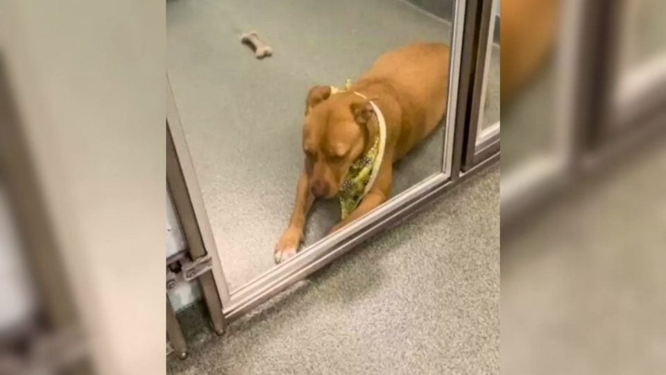 Pittie That Nobody Wanted Spent Over 100 Days At Shelter, Hoping To Be Adopted